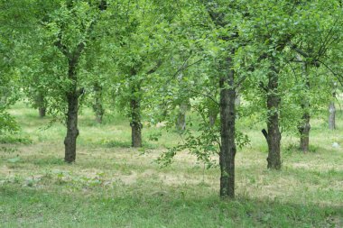 Elma bahçesindeki bir açıklıkta birkaç sıra ekilmiş organik elma ağaçları