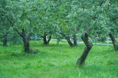 Elma bahçesindeki bir açıklıkta birkaç sıra ekilmiş organik elma ağaçları