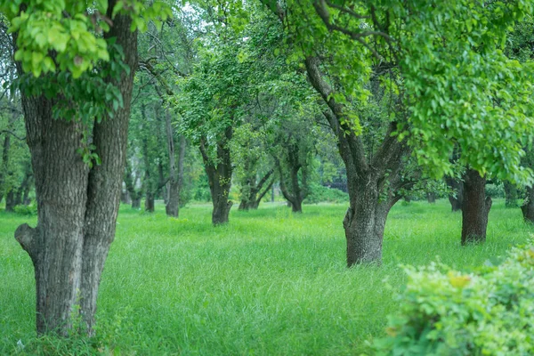 Bio Apfelbäume Mehreren Reihen Auf Einer Lichtung Einem Apfelgarten Gepflanzt — Stockfoto