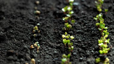 Arka arkaya ekilmiş turp filizleri. Turp mikroçerezi. Mikro yeşillik filizlenmesi. Evde tohum filizlenmesi. Vejetaryen ve sağlıklı gıda konsepti. Yeşilleniyorlar. organik gıda