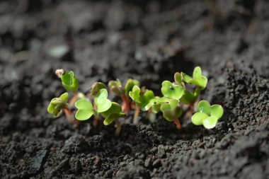 Arka arkaya ekilmiş turp filizleri. Turp mikroçerezi. Mikro yeşillik filizlenmesi. Evde tohum filizlenmesi. Vejetaryen ve sağlıklı gıda konsepti. Yeşilleniyorlar. organik gıda