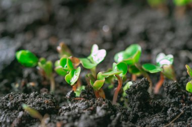 Arka arkaya ekilmiş turp filizleri. Turp mikroçerezi. Mikro yeşillik filizlenmesi. Evde tohum filizlenmesi. Vejetaryen ve sağlıklı gıda konsepti. Yeşilleniyorlar. organik gıda