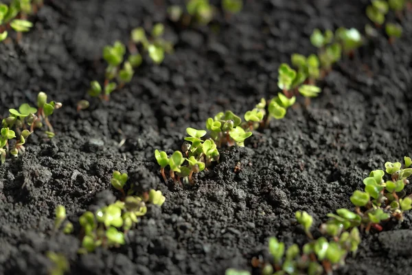 Mudas Germinadas Rabanete Semeado Uma Fileira Microverdes Rabanete Germinação Microgreens — Fotografia de Stock