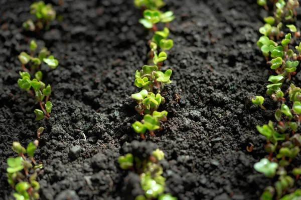 列に播種された大根の発芽した苗 大根のマイクログリーン マイクログリーンの発芽 自宅で種の発芽 ビーガンと健康食品の概念 芽が出てる 有機食品 — ストック写真