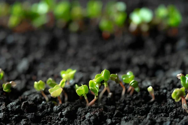 Grodda Plantor Sått Rädisor Rad Rädisa Mikrogrönt Bakterifiering Mikrogröna Växter — Stockfoto