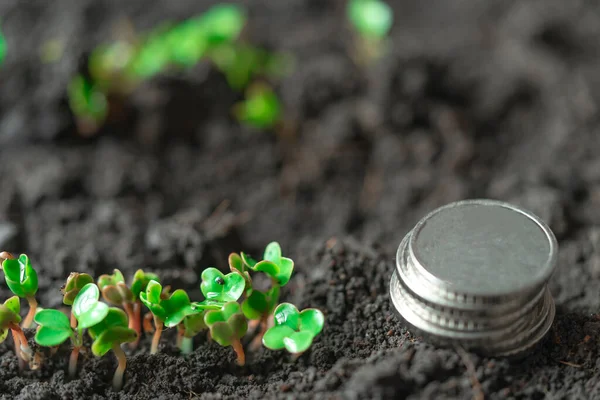 Sprouted Sadzonki Zasiane Rzodkiewki Rzędzie Mikrozielenina Kiełkowanie Mikrozieleni Kiełkowanie Nasion — Zdjęcie stockowe