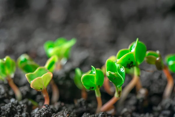 Mudas Germinadas Rabanete Semeado Uma Fileira Microverdes Rabanete Germinação Microgreens — Fotografia de Stock