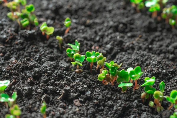Sprouted Seedlings Sown Radish Row Radish Microgreens Germination Microgreens Germination Stock Image