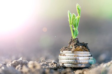 Gümüş sikkeli bezelye tohumları bir sebze tarlasında yatakların üzerinde sırayla büyür. Sebze yetiştiriyorum. Tarım. Bahar-yaz mevsiminde kırsalda bahçe işleri..