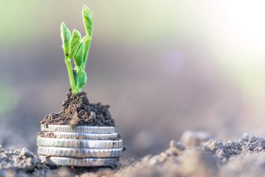 Gümüş sikkeli bezelye tohumları bir sebze tarlasında yatakların üzerinde sırayla büyür. Sebze yetiştiriyorum. Tarım. Bahar-yaz mevsiminde kırsalda bahçe işleri..