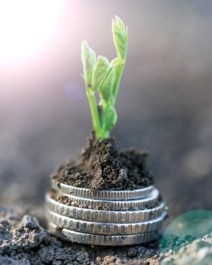 Gümüş sikkeli bezelye tohumları bir sebze tarlasında yatakların üzerinde sırayla büyür. Sebze yetiştiriyorum. Tarım. Bahar-yaz mevsiminde kırsalda bahçe işleri..