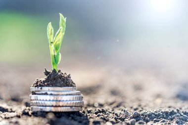 Gümüş sikkeli bezelye tohumları bir sebze tarlasında yatakların üzerinde sırayla büyür. Sebze yetiştiriyorum. Tarım. Bahar-yaz mevsiminde kırsalda bahçe işleri..