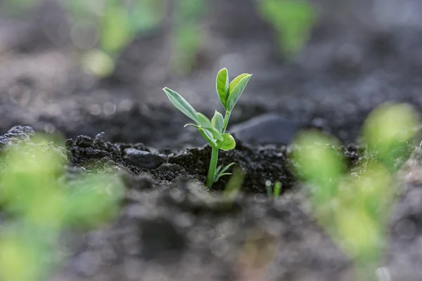 Pea Seedlings Silver Coins Grow Rows Beds Vegetable Field Growing — 스톡 사진