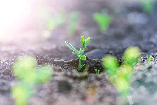 Pea Seedlings Silver Coins Grow Rows Beds Vegetable Field Growing — Fotografia de Stock