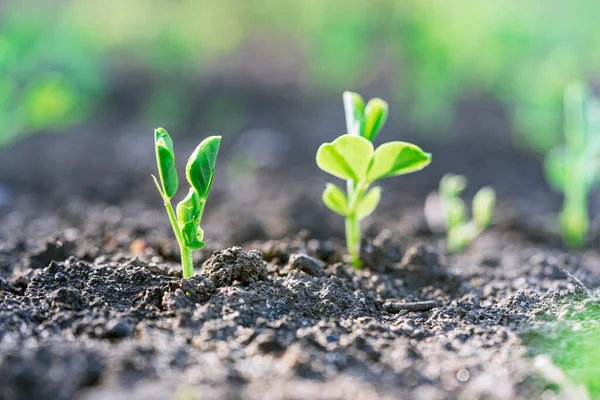 Gümüş sikkeli bezelye tohumları bir sebze tarlasında yatakların üzerinde sırayla büyür. Sebze yetiştiriyorum. Tarım. Bahar-yaz mevsiminde kırsalda bahçe işleri..