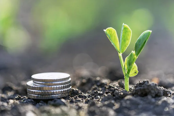 Pea Seedlings Silver Coins Grow Rows Beds Vegetable Field Growing — Stockfoto