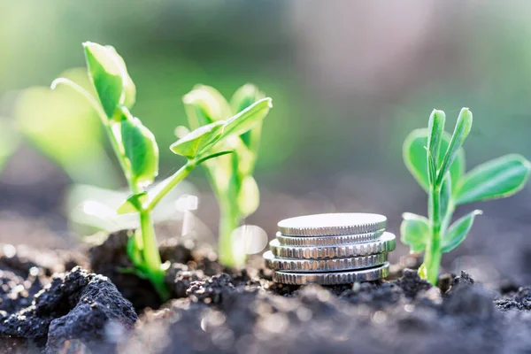 Pea Seedlings Silver Coins Grow Rows Beds Vegetable Field Growing — 스톡 사진