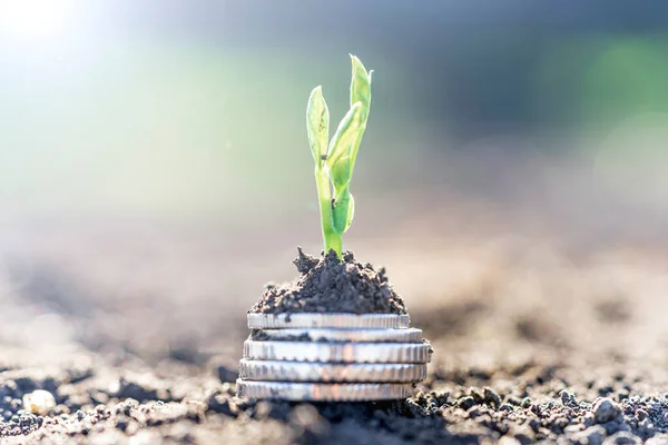 Pea Seedlings Silver Coins Grow Rows Beds Vegetable Field Growing — Stockfoto
