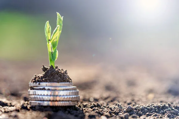 Pea Seedlings Silver Coins Grow Rows Beds Vegetable Field Growing — Stockfoto