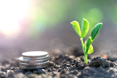 Gümüş sikkeli bezelye tohumları bir sebze tarlasında yatakların üzerinde sırayla büyür. Sebze yetiştiriyorum. Tarım. Bahar-yaz mevsiminde kırsalda bahçe işleri..