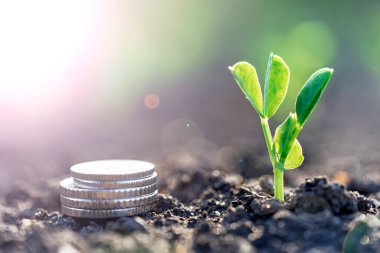 Gümüş sikkeli bezelye tohumları bir sebze tarlasında yatakların üzerinde sırayla büyür. Sebze yetiştiriyorum. Tarım. Bahar-yaz mevsiminde kırsalda bahçe işleri..