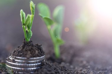 Gümüş sikkeli bezelye tohumları bir sebze tarlasında yatakların üzerinde sırayla büyür. Sebze yetiştiriyorum. Tarım. Bahar-yaz mevsiminde kırsalda bahçe işleri..