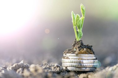 Gümüş sikkeli bezelye tohumları bir sebze tarlasında yatakların üzerinde sırayla büyür. Sebze yetiştiriyorum. Tarım. Bahar-yaz mevsiminde kırsalda bahçe işleri..