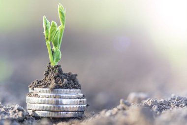 Gümüş sikkeli bezelye tohumları bir sebze tarlasında yatakların üzerinde sırayla büyür. Sebze yetiştiriyorum. Tarım. Bahar-yaz mevsiminde kırsalda bahçe işleri..