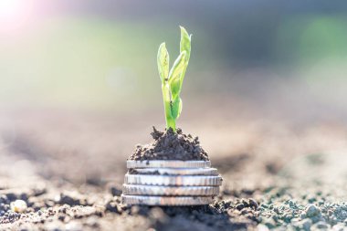 Gümüş sikkeli bezelye tohumları bir sebze tarlasında yatakların üzerinde sırayla büyür. Sebze yetiştiriyorum. Tarım. Bahar-yaz mevsiminde kırsalda bahçe işleri..