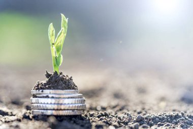 Gümüş sikkeli bezelye tohumları bir sebze tarlasında yatakların üzerinde sırayla büyür. Sebze yetiştiriyorum. Tarım. Bahar-yaz mevsiminde kırsalda bahçe işleri..