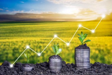 Finansal ve bankacılık büyümesi kavramı için bir yığın madeni para üzerinde bitki yetiştirmek. Ekinli bir yığın para. Finans ve muhasebe kavramı