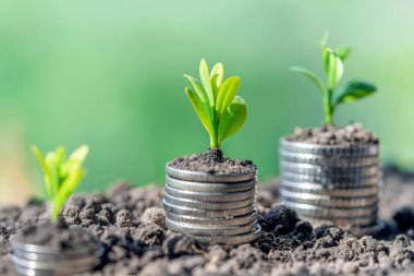 Finansal ve bankacılık büyümesi kavramı için bir yığın madeni para üzerinde bitki yetiştirmek. Ekinli bir yığın para. Finans ve muhasebe kavramı