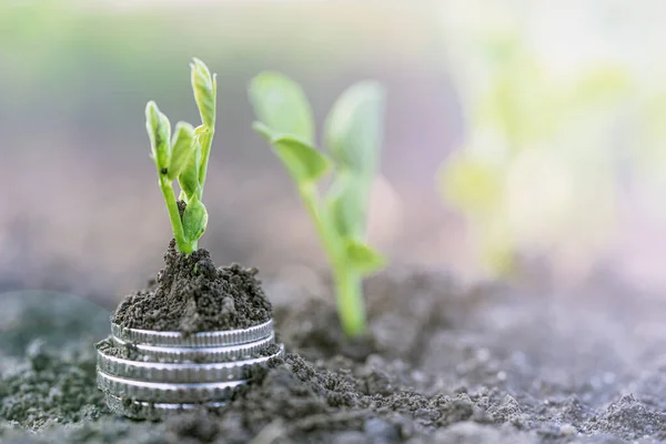 Erbsensetzlinge Mit Silbermünzen Wachsen Reihen Auf Den Beeten Eines Gemüsefeldes — Stockfoto