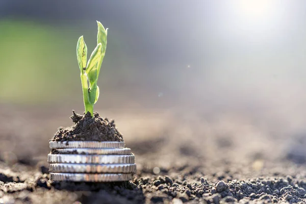 Pea Seedlings Silver Coins Grow Rows Beds Vegetable Field Growing — Stockfoto