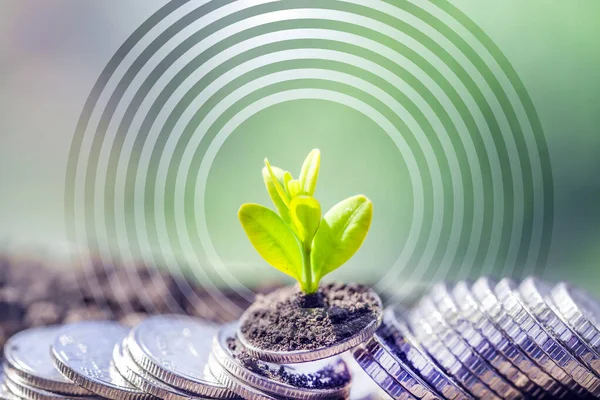 Finansal ve bankacılık büyümesi kavramı için bir yığın madeni para üzerinde bitki yetiştirmek. Ekinli bir yığın para. Finans ve muhasebe kavramı