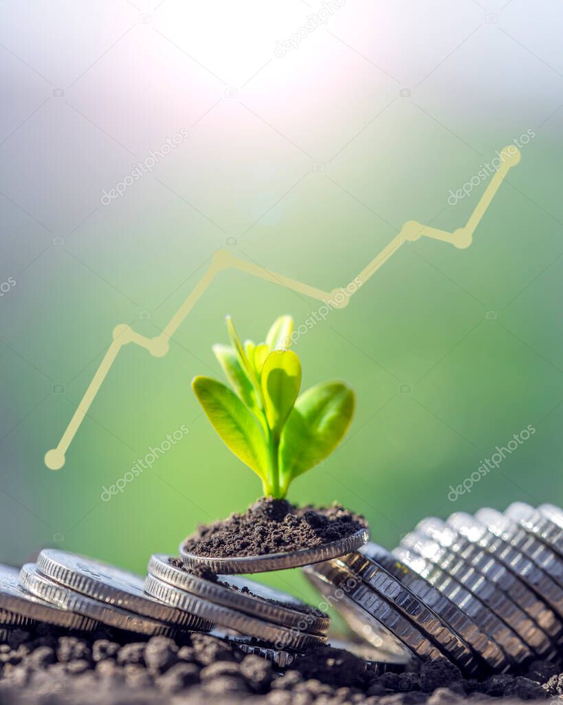 Growing plants on a stack of coins for the concept of financial and banking growth. Stack of money with crop. Finance and accounting concept