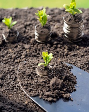 Toprakta yeşil yapraklı ve ağaçlı para büyümesi kavramı, iş ve tarım başarısı finansmanı. Tarım bitkisi yetiştirme Bahçede adım kavramı