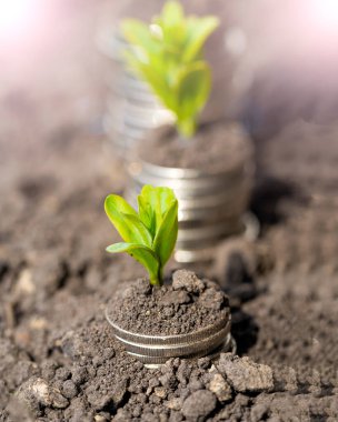 Toprakta yeşil yapraklı ve ağaçlı para büyümesi kavramı, iş ve tarım başarısı finansmanı. Tarım bitkisi yetiştirme Bahçede adım kavramı