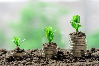 Toprakta yeşil yapraklı ve ağaçlı para büyümesi kavramı, iş ve tarım başarısı finansmanı. Tarım bitkisi yetiştirme Bahçede adım kavramı