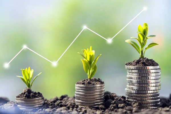 Toprakta yeşil yapraklı ve ağaçlı para büyümesi kavramı, iş ve tarım başarısı finansmanı. Tarım bitkisi yetiştirme Bahçede adım kavramı