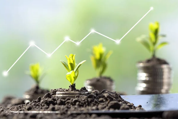 Toprakta yeşil yapraklı ve ağaçlı para büyümesi kavramı, iş ve tarım başarısı finansmanı. Tarım bitkisi yetiştirme Bahçede adım kavramı