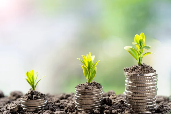 Toprakta yeşil yapraklı ve ağaçlı para büyümesi kavramı, iş ve tarım başarısı finansmanı. Tarım bitkisi yetiştirme Bahçede adım kavramı