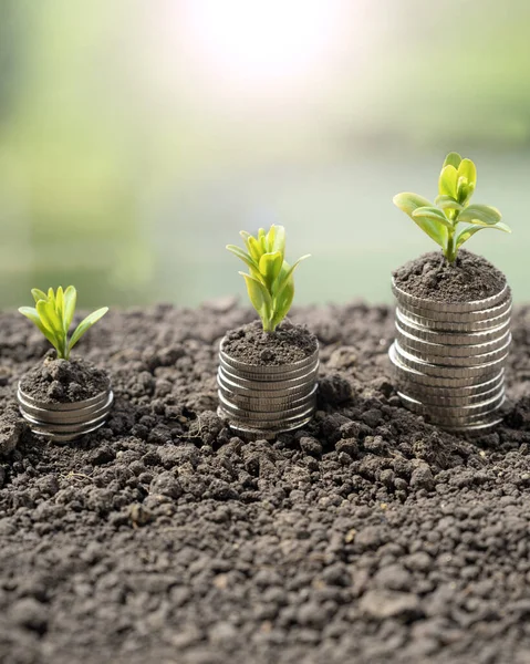 Geldvermehrung Boden Mit Grünen Blättern Und Bäumen Geschäfts Und Landwirtschaftliche — Stockfoto