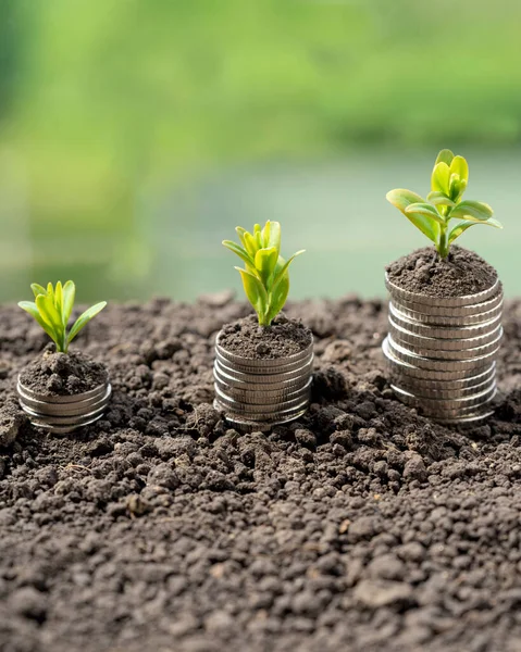 Toprakta yeşil yapraklı ve ağaçlı para büyümesi kavramı, iş ve tarım başarısı finansmanı. Tarım bitkisi yetiştirme Bahçede adım kavramı