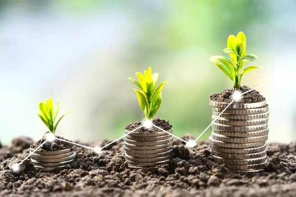 Toprakta yeşil yapraklı ve ağaçlı para büyümesi kavramı, iş ve tarım başarısı finansmanı. Tarım bitkisi yetiştirme Bahçede adım kavramı