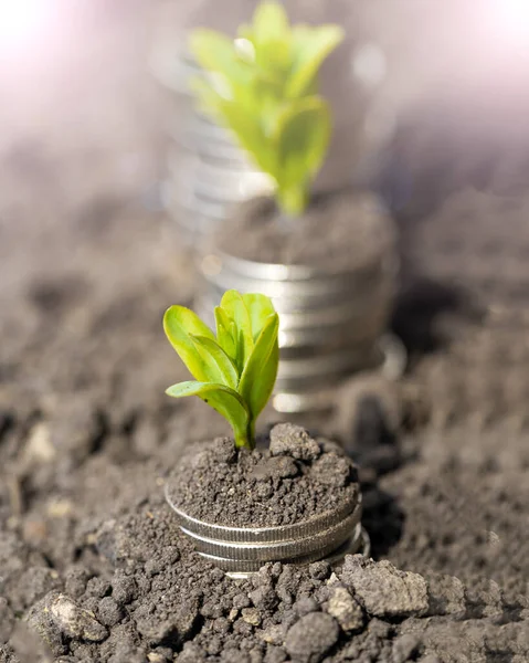 Toprakta yeşil yapraklı ve ağaçlı para büyümesi kavramı, iş ve tarım başarısı finansmanı. Tarım bitkisi yetiştirme Bahçede adım kavramı