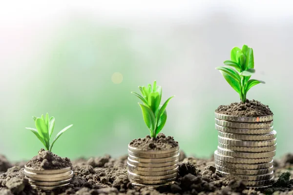 Toprakta yeşil yapraklı ve ağaçlı para büyümesi kavramı, iş ve tarım başarısı finansmanı. Tarım bitkisi yetiştirme Bahçede adım kavramı