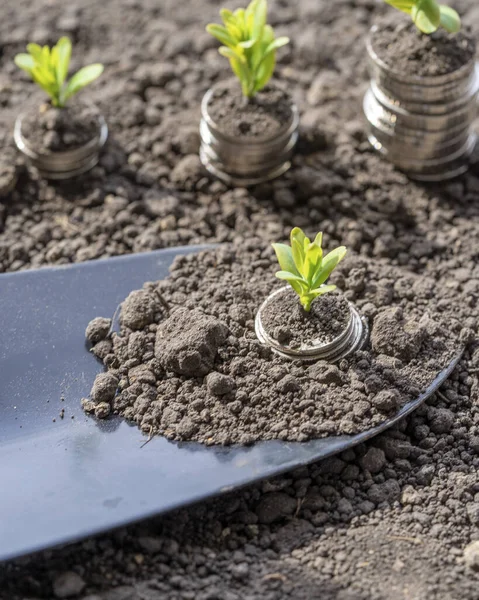 Toprakta yeşil yapraklı ve ağaçlı para büyümesi kavramı, iş ve tarım başarısı finansmanı. Tarım bitkisi yetiştirme Bahçede adım kavramı
