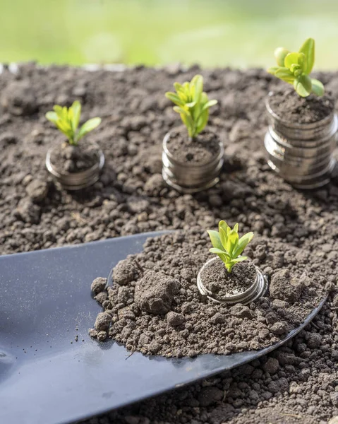 Toprakta yeşil yapraklı ve ağaçlı para büyümesi kavramı, iş ve tarım başarısı finansmanı. Tarım bitkisi yetiştirme Bahçede adım kavramı