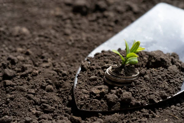 토양에서 초록색 잎사귀와 나무의 농업의 자금으로 정원에서 성장하는 개념을 재배하는 — 스톡 사진